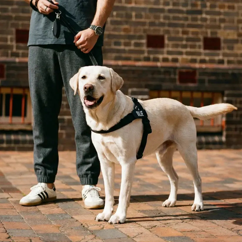 Dog Friendly Co. No-Pull Harness with D-Ring and Bungee Leash System