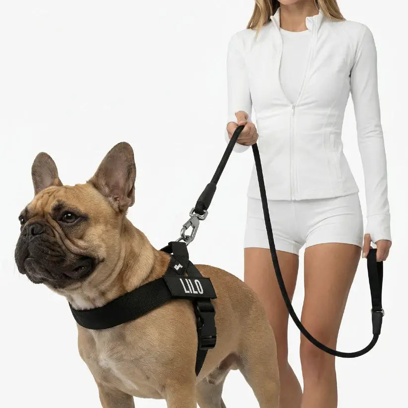 Dog Friendly Co. No-Pull Harness with D-Ring and Bungee Leash System