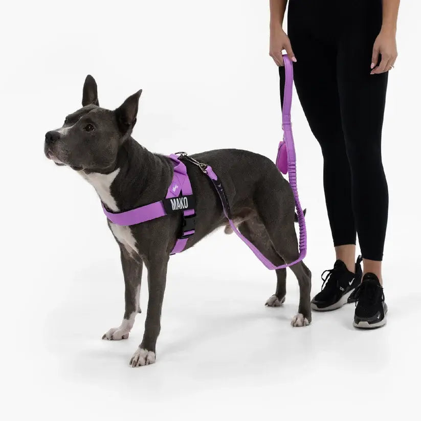 Dog Friendly Co. No-Pull Harness with D-Ring and Bungee Leash System