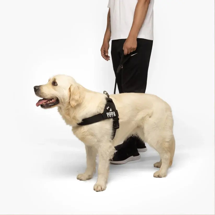 Dog Friendly Co. No-Pull Harness with D-Ring and Bungee Leash System