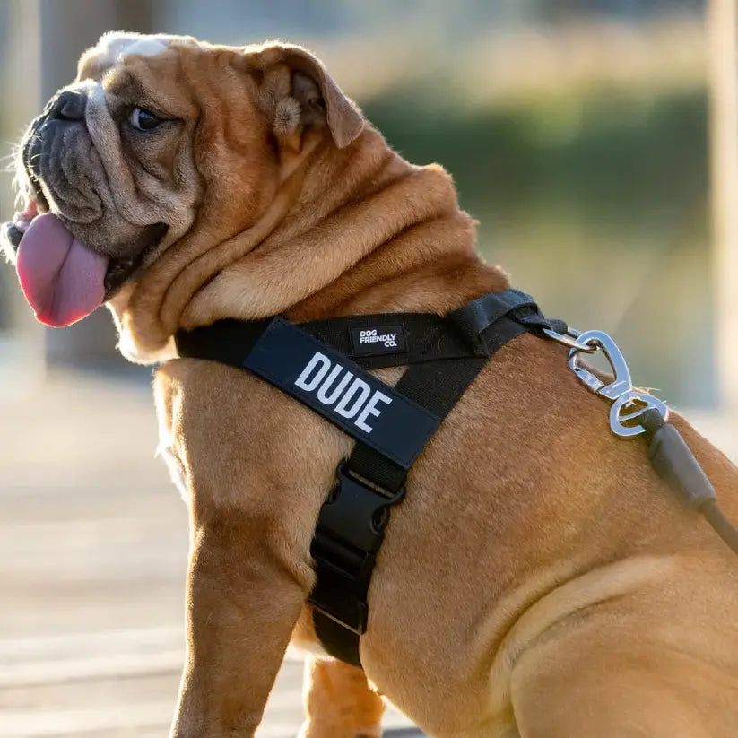 Dog Friendly Co. No-Pull Harness with D-Ring and Bungee Leash System