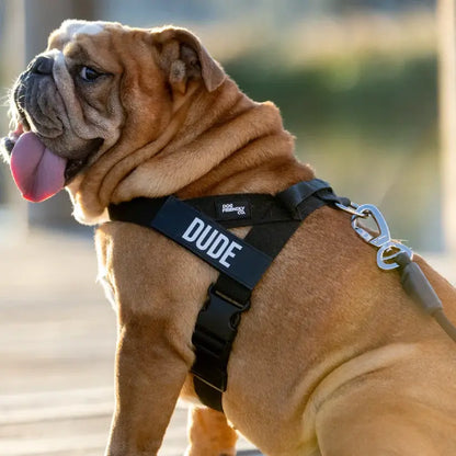 Dog Friendly Co. No-Pull Harness with D-Ring and Bungee Leash System